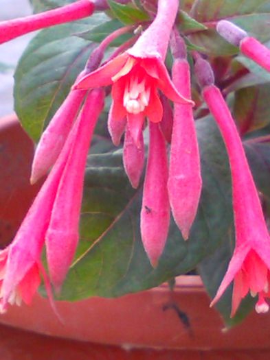 Fuchsia Gartenmeister Bonstedt - f Fuchsia Gartenmeister Bonstedt