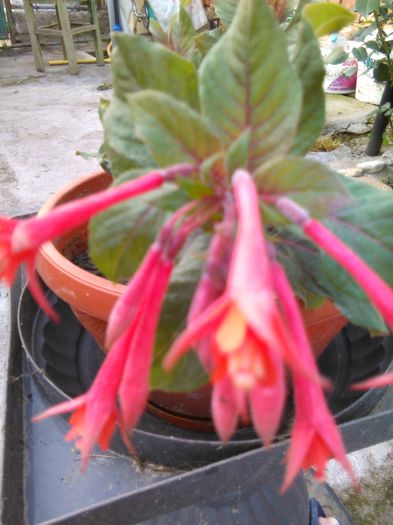 Fuchsia Gartenmeister Bonstedt