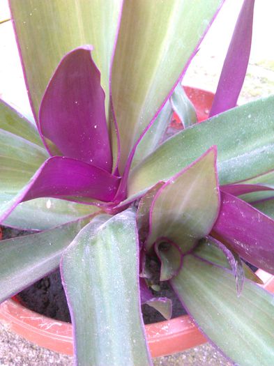 Rhoeo spathacea – Sabiuta purpurie, Arca lui Noe
