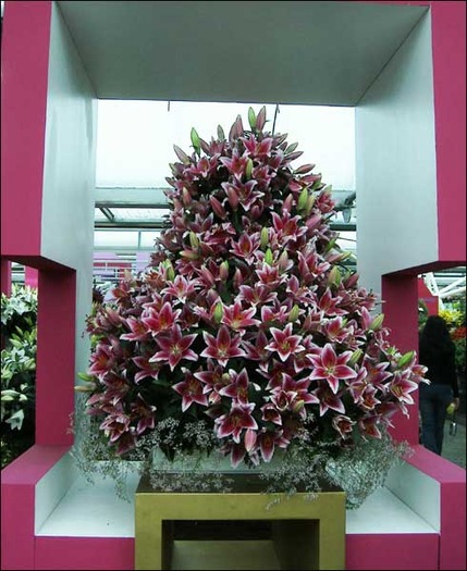 flori_58 - poze flori