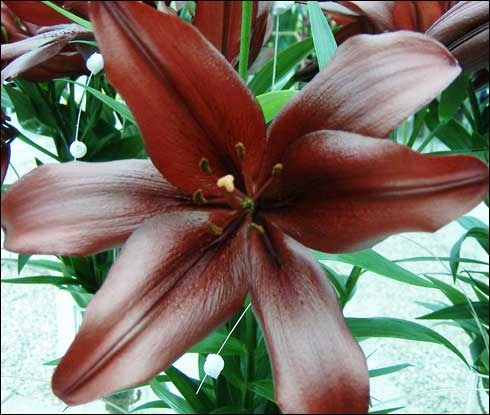 flori_61 - poze flori