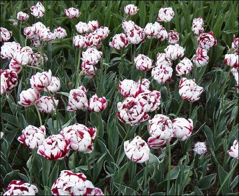 flori_64 - poze flori