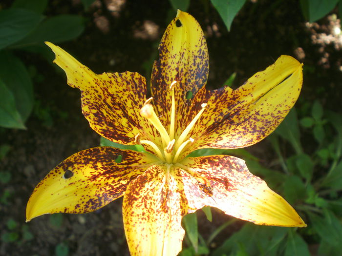 P3200657 - Plante II