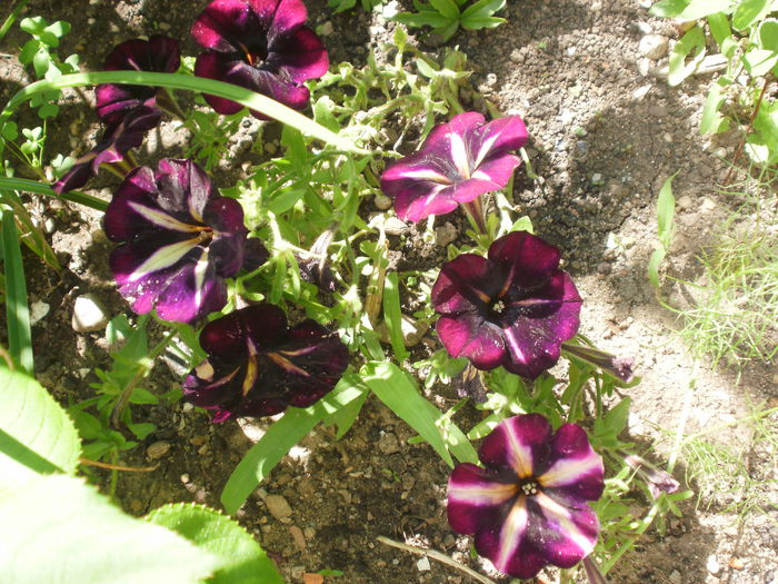 P3200650 - Plante II