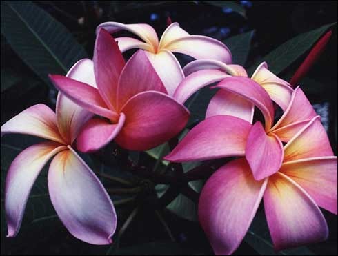 flori_65 - poze flori