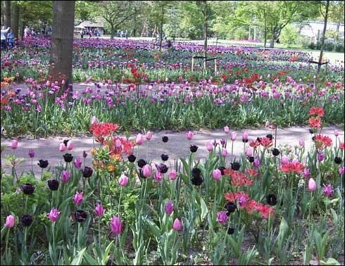 flori_68 - poze flori