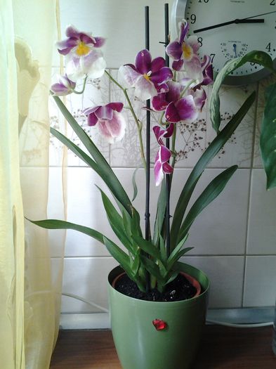 si gata!avem casuta noua!