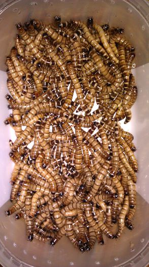 Zophobas morio- superworms