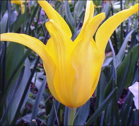 flori_71 - poze flori