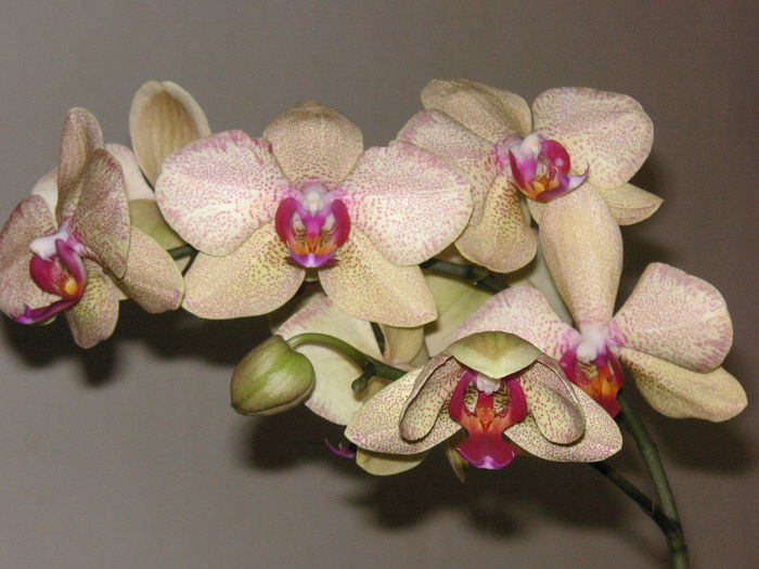 PICT1476 - Orhidee