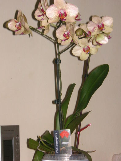 PICT1478 - Orhidee