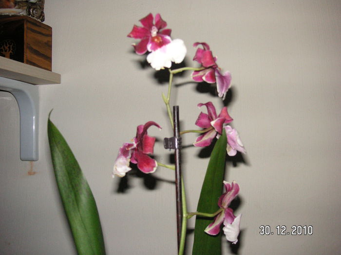 PICT1038 - Orhidee