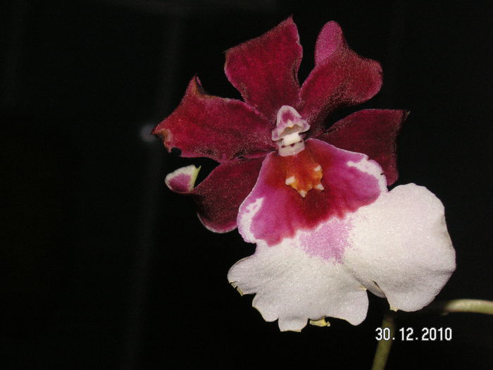 PICT1040 - Orhidee