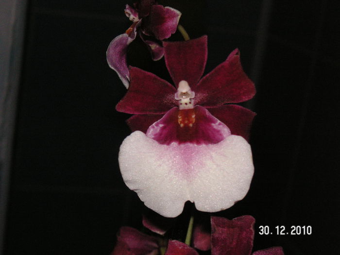 PICT1041 - Orhidee