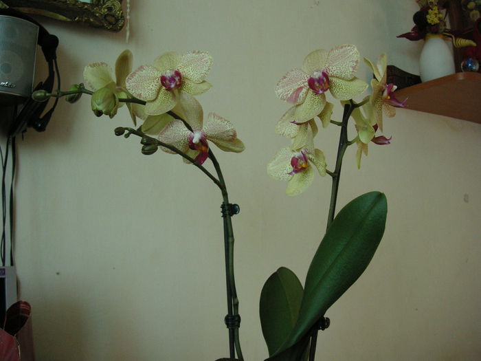 PICT1452 - Orhidee