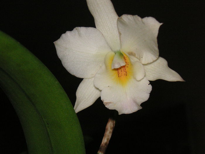 PICT1469 - Orhidee