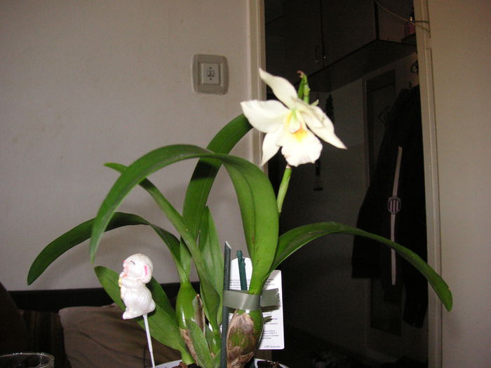 PICT1470 - Orhidee