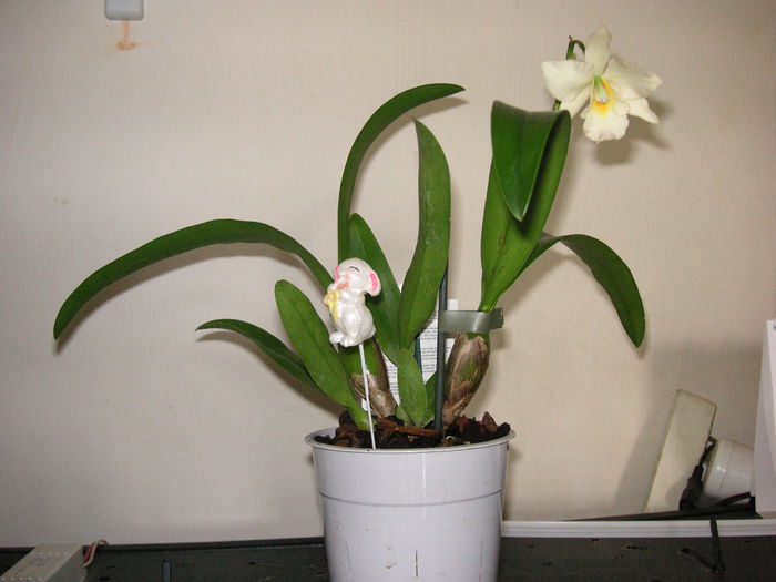 PICT1472 - Orhidee