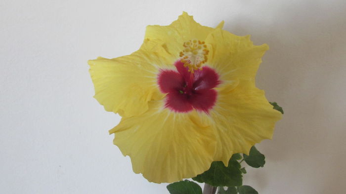 Boreas Yelow - Hibiscusi 2015 1