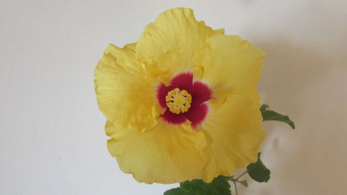 065 - Hibiscusi 2015 1