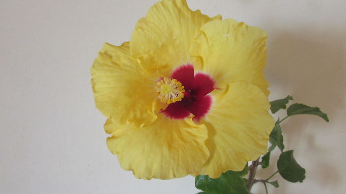 Boreas Yelow - Hibiscusi 2015 1