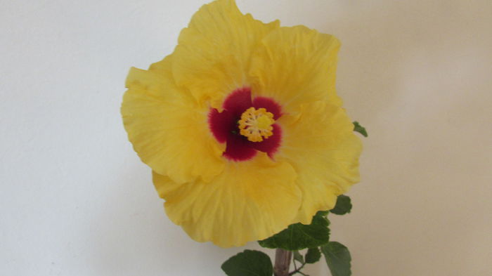 058 - Hibiscusi 2015 1