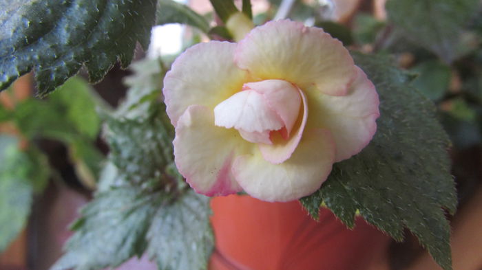 Lemon Orchad