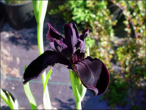 iris - poze flori
