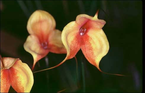 orhidee - poze flori