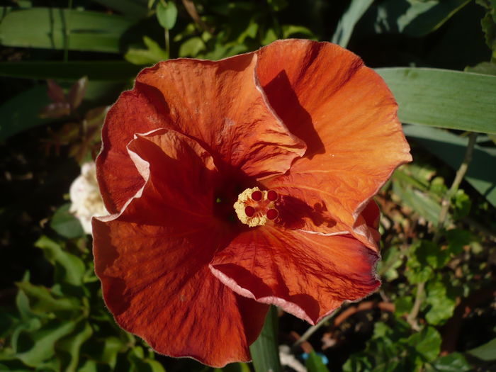 01.07.2015 - HIBISCUSI 2015-1