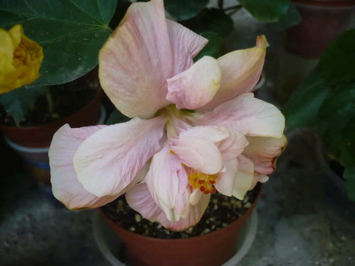 P1220862 - HIBISCUSI 2015-1