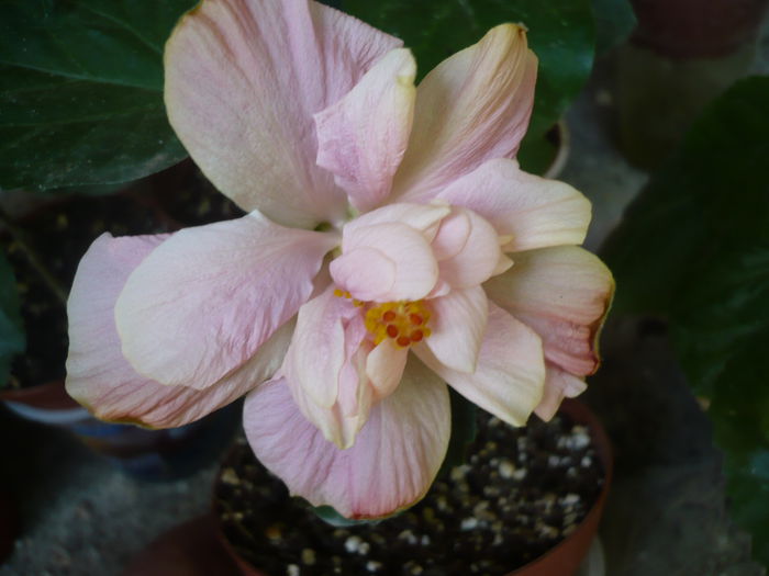 Linda Pearl - HIBISCUSI 2015-1