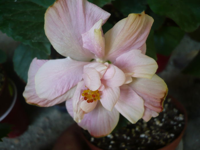 P1220864 - HIBISCUSI 2015-1