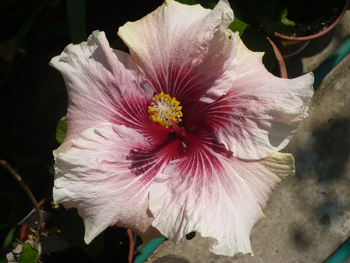 P1220865 - HIBISCUSI 2015-1