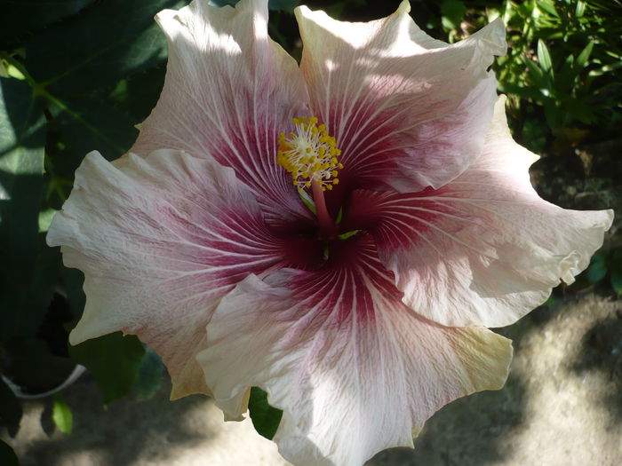 P1220873 - HIBISCUSI 2015-1