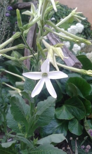 Nicotiana-Regina noptii