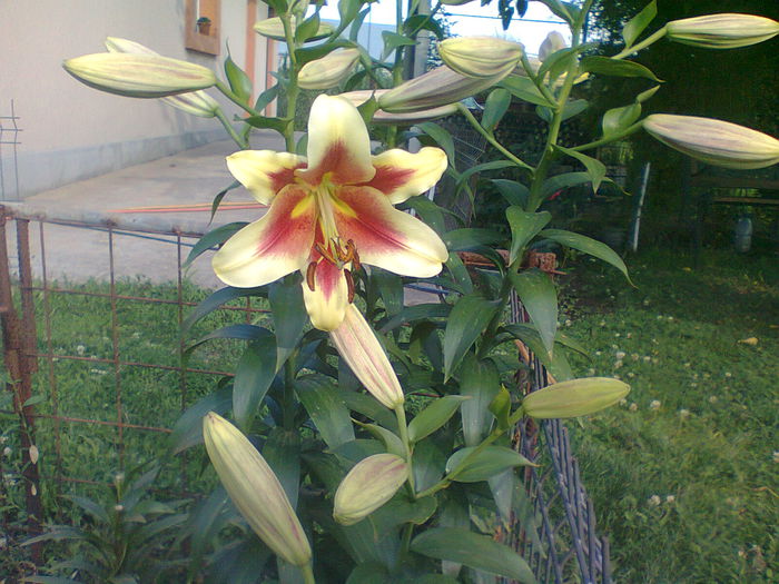 prima floare 01 iulie 2015