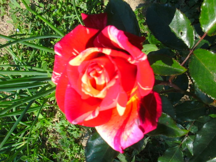 BROCELIANDE - trandafiri 2015  1