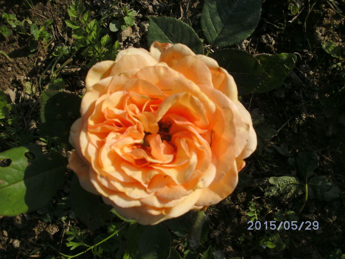 CROWN PRINCESS MARGARETA