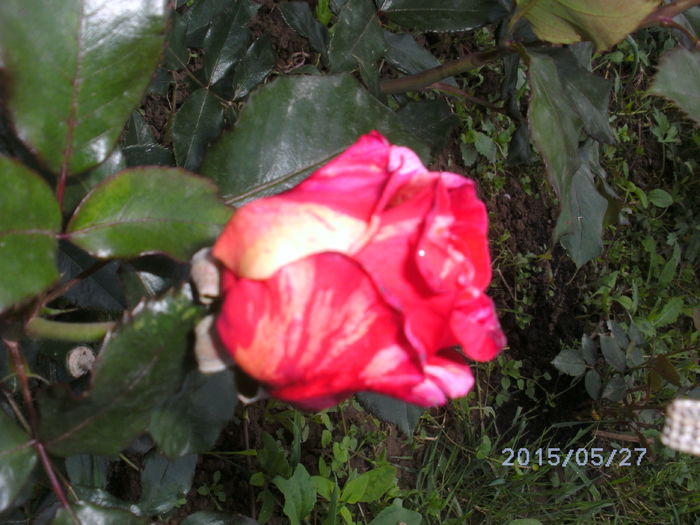 BILD0998 - trandafiri 2015  1
