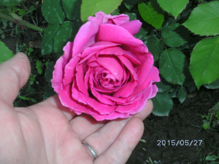 BILD0986 - trandafiri 2015  1