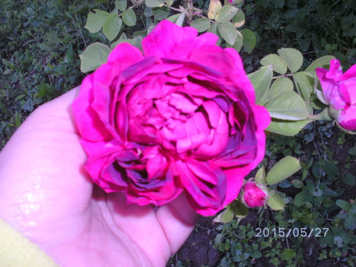 BILD0987 - trandafiri 2015  1