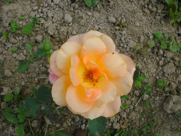 FIJI - trandafiri 2015  1