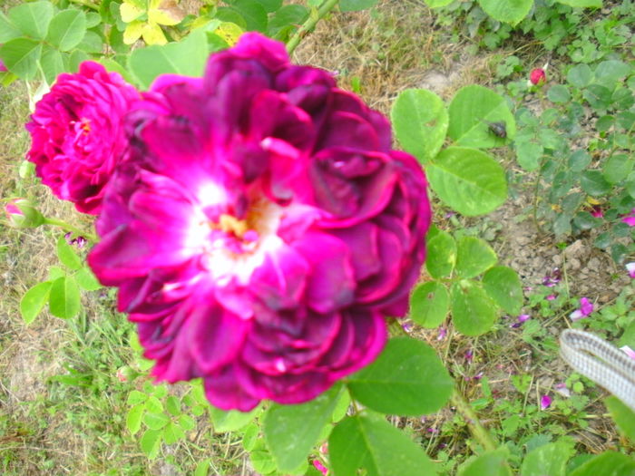 BILD1136 - trandafiri 2015  1