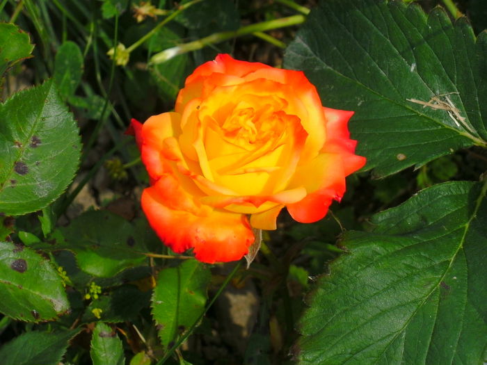 DORIS TISTERMAN - trandafiri 2015  1