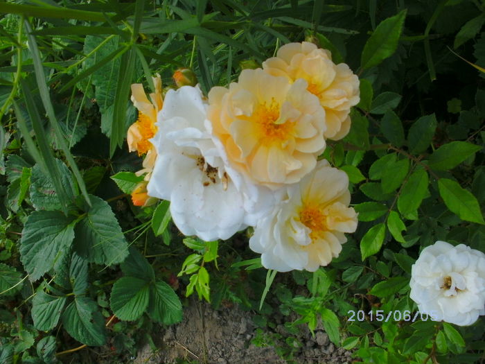 GHISLAINE DE FELIGONDE