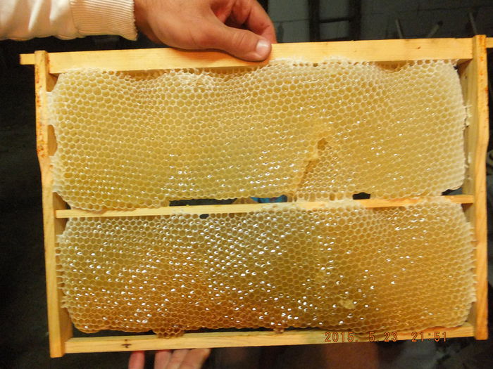 S0711072; Prima degustare pe 2015(salcam)
