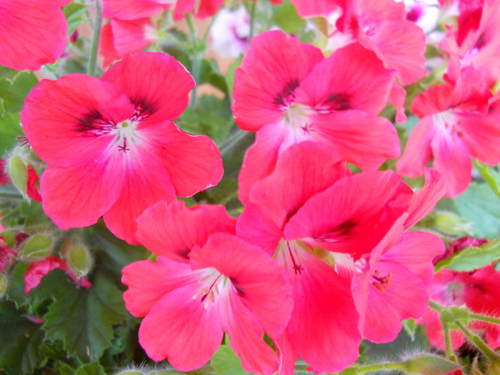 DSCN7584 - begonii si muscate