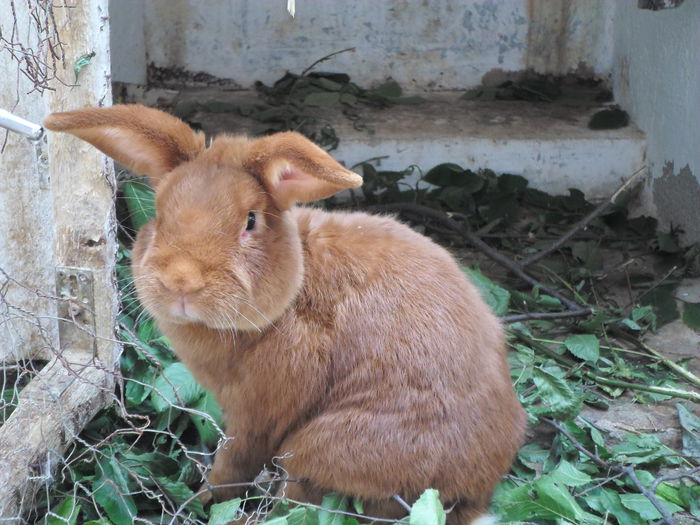 SAM_0393 - 18 - Ferma iepuri Moreni iulie 2015