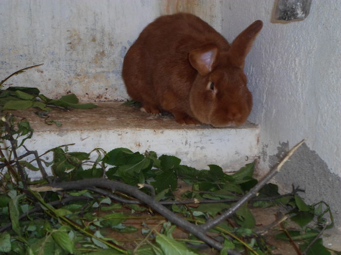 SAM_0394 - 18 - Ferma iepuri Moreni iulie 2015